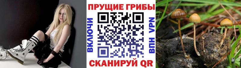 Псилоцибиновые грибы прущие грибы  Колпашево 